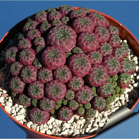 Sulcorebutia rauschii 'violet'