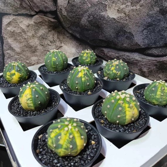 Astrophytum asterias variegata