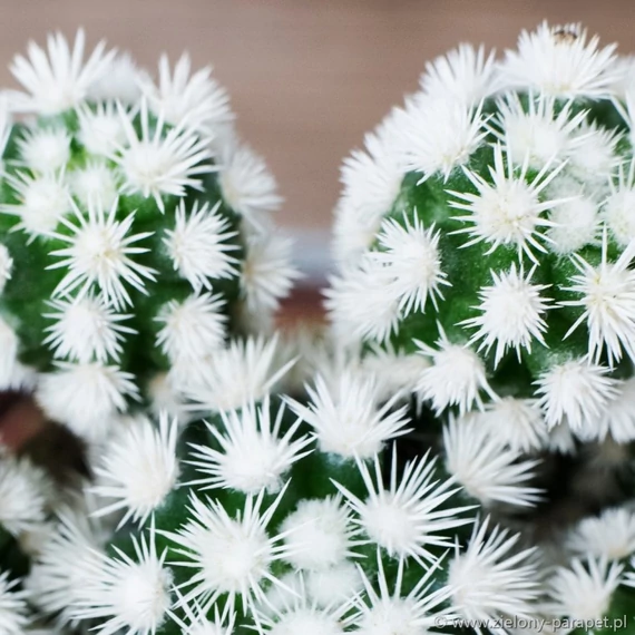 Mammillaria gracilis cv. Arizona Snowcap