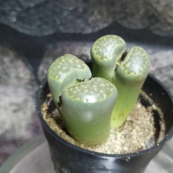 Lithops, kavics kaktusz