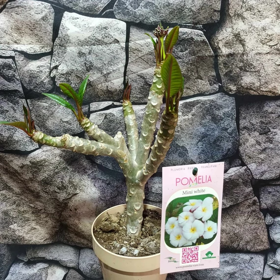 Plumeria rubra 'Mini white'