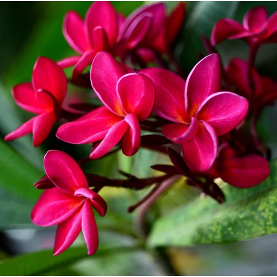 Plumeria több ágú bimbó nélkül, virág színe bordó (Plumeria bordeaux)