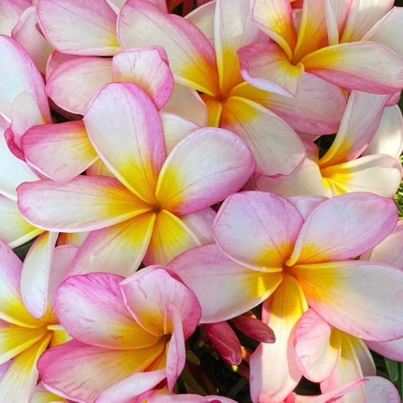 Plumeria több ágú bimbó nélkül, virág színe világos rózsaszín