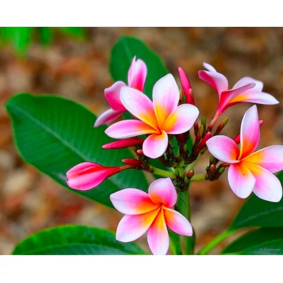 Plumeria több ágú bimbó nélkül, virág színe barack
