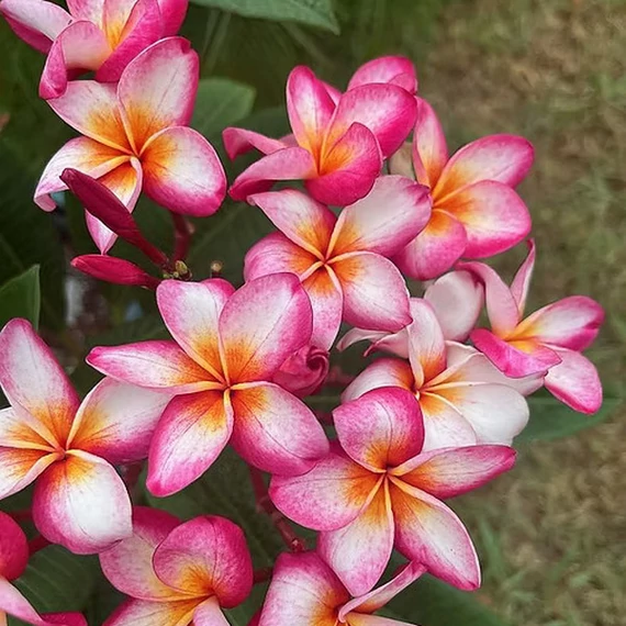 Plumeria rubra 'Pizzazz'