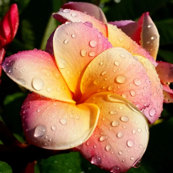 Plumeria rubra 'Captivate'