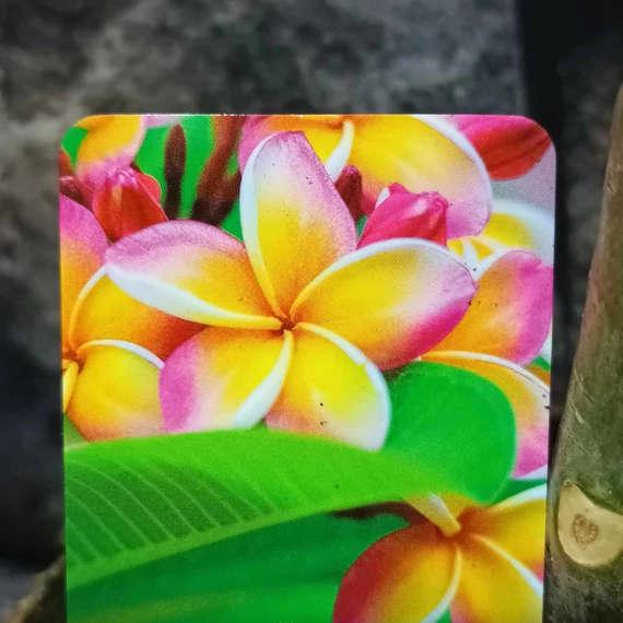 Plumeria bimbós,  virág színe: barack