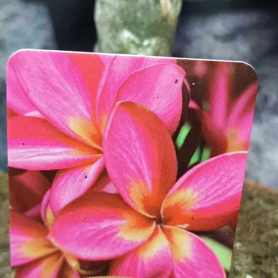 Plumeria bimbós, virág színe: sötét rózsaszín