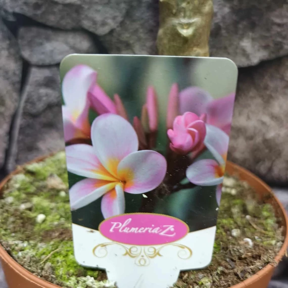 Plumeria bimbós, virág színe: világos rózsaszín