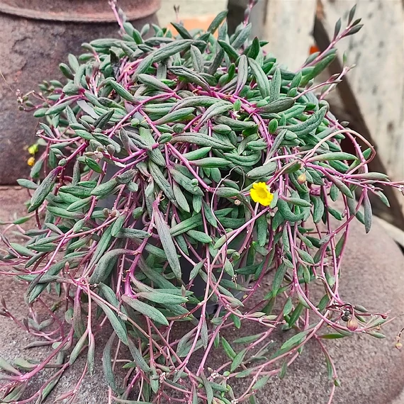 Senecio herreianus 'Purple Flush'