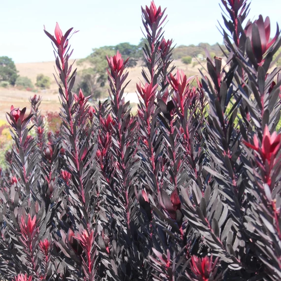 Leucadendron laureolum 'Burgundy Sunset'