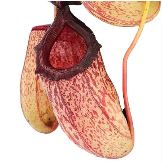 Nepenthes 'Sam'