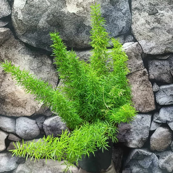 Asparagus "Meyeri"