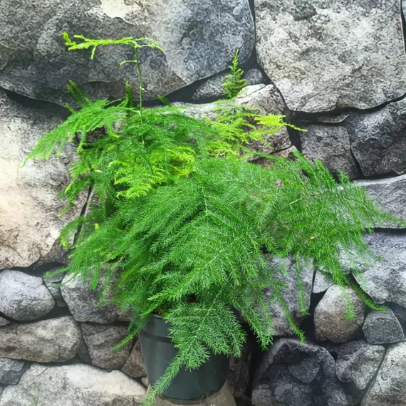 Asparagus plumosus