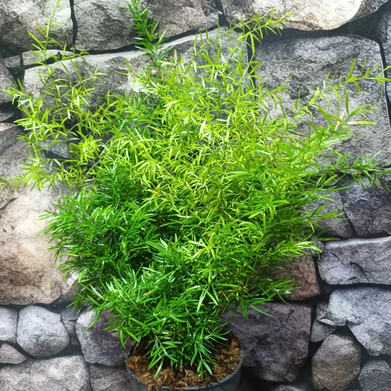 Asparagus sprengeri
