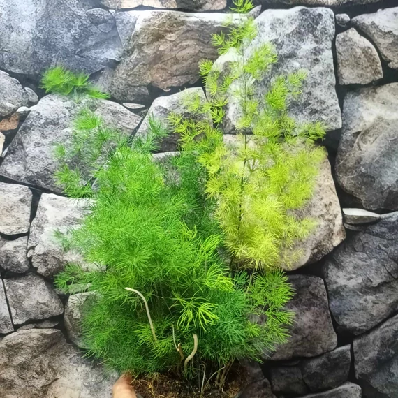 Asparagus myriocladus