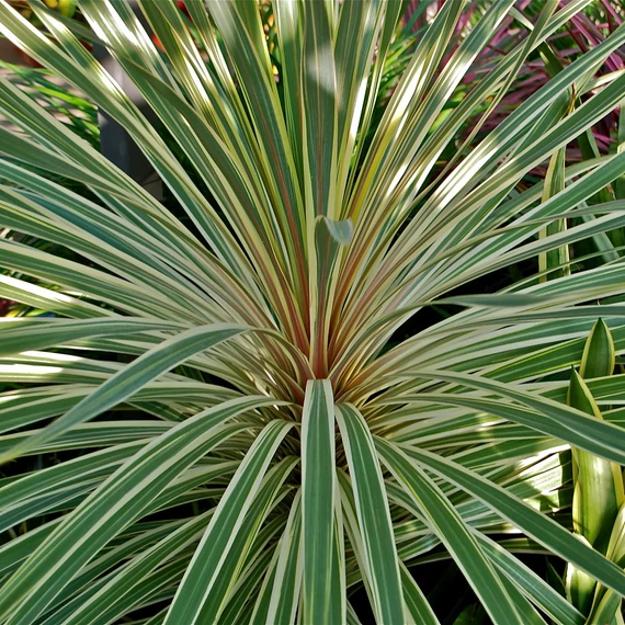 Cordyline australis ‘Variegata’