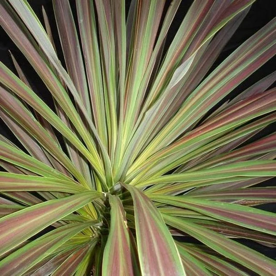 Cordyline australis 'Chocolate Mint'