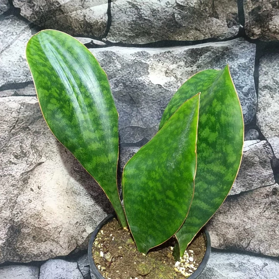 Sansevieria masoniana