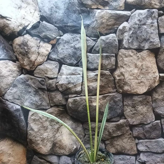 Sansevieria Trifasciata Bantels Sensation