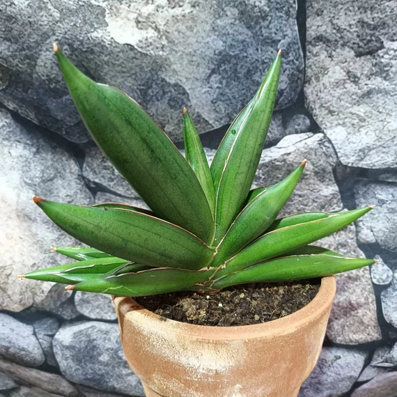 Sansevieria Almond Jade