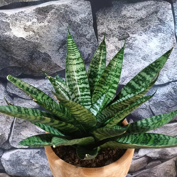 Sansevieria 'Star Ming Green Marble'