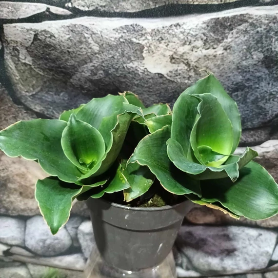 Sansevieria Star Rose