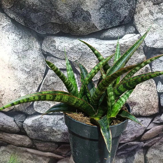 Sansevieria