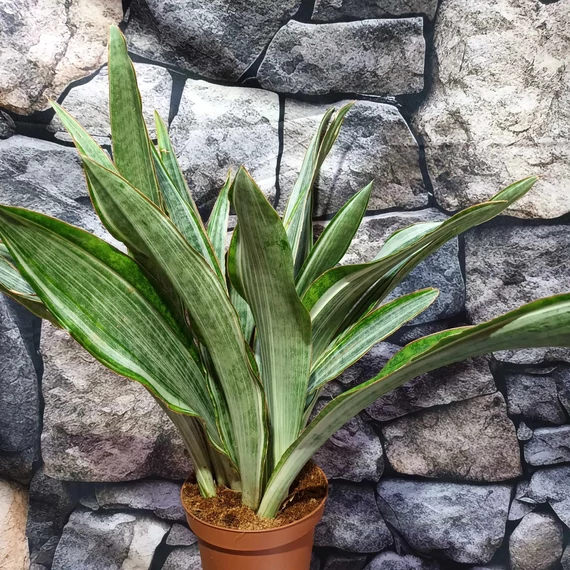 Sansevieria aubrytiana "Marlowe"