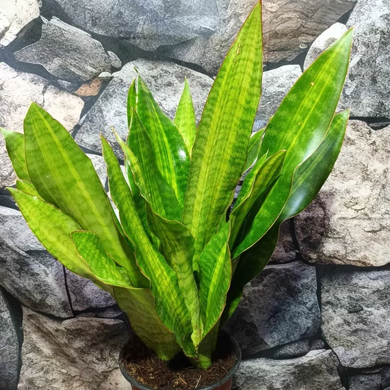 Sansevieria aubrytiana 'Nite Lite'