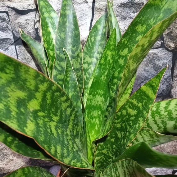 Sansevieria aubrytiana "Jaboa"
