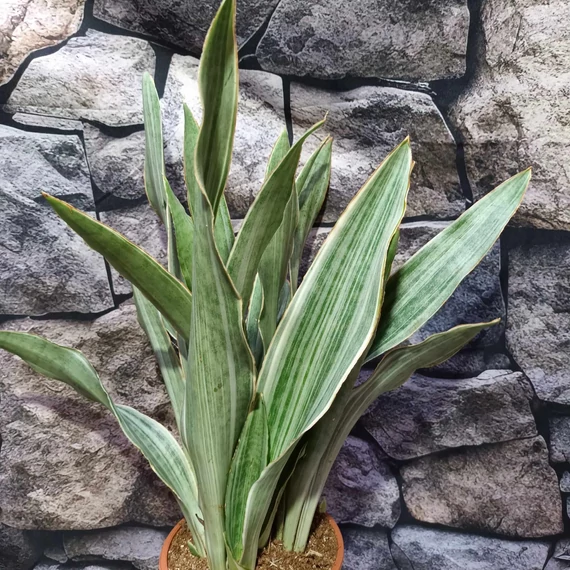 Sansevieria aubrytiana 'Sayuri'
