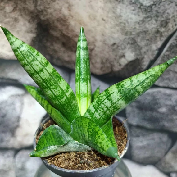 Sansevieria cylindrica "Boncellis"