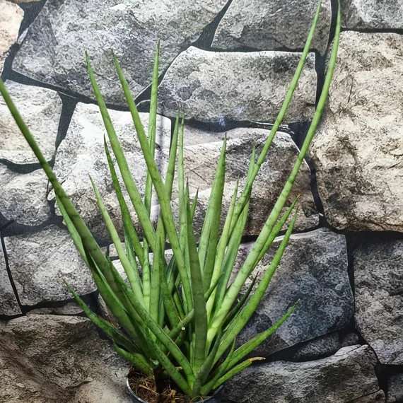 Sansevieria platinum Mikado