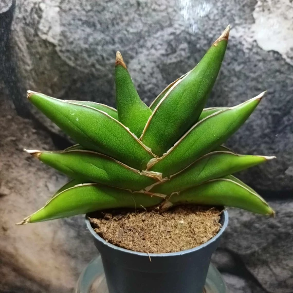 Sansevieria 'Stylish fan'