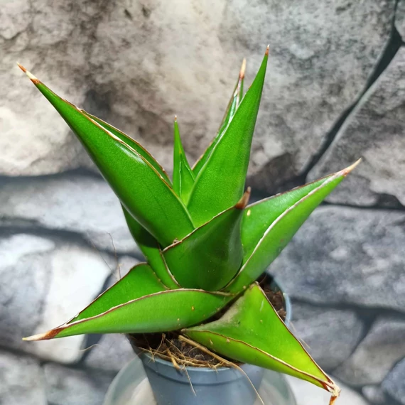 Sansevieria 'Abbey Crown'