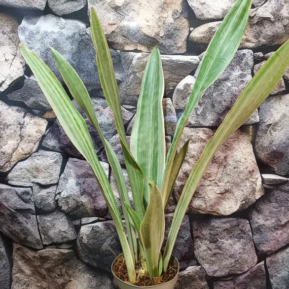 Sansevieria 'Metallica Siam Silver'