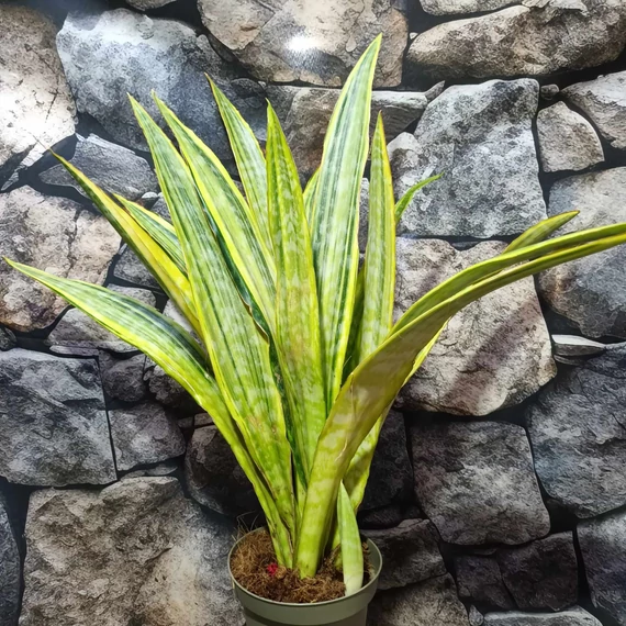 Sansevieria aubrytiana 'Lauren'
