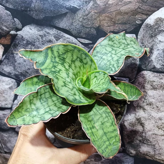 Sansevieria kirkii 'Silver Blue'