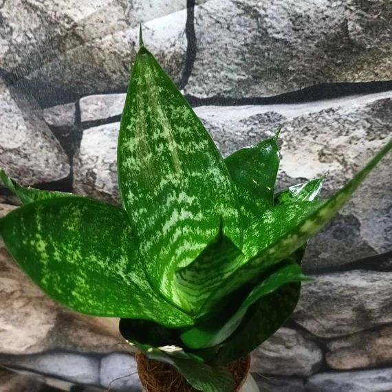 Sansevieria hahnii 'Green'