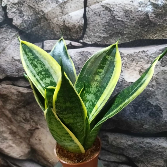 Sansevieria 'Super hahnii'