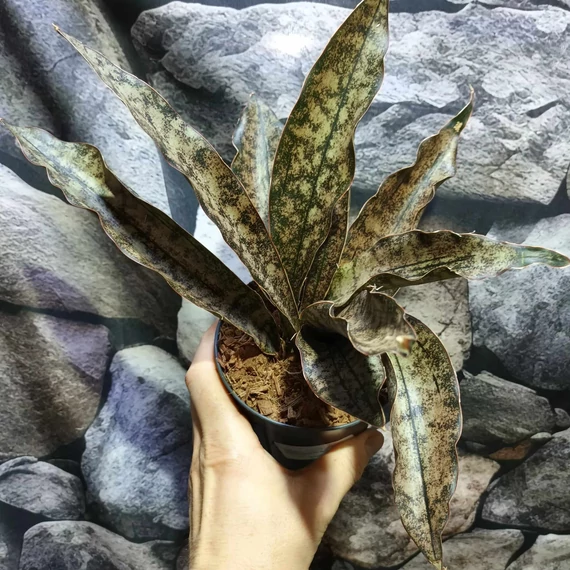 Sansevieria kirkii var. Pulchra