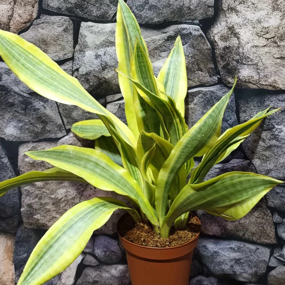 Sansevieria aubrytiana 'Yellowstone'