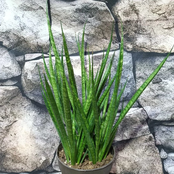 Sansevieria cylindrica "Kichaka"