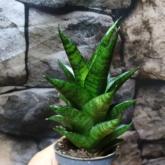 Sansevieria Brilliant crown