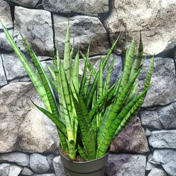 Sansevieria 'Comet Rocky Mountains'