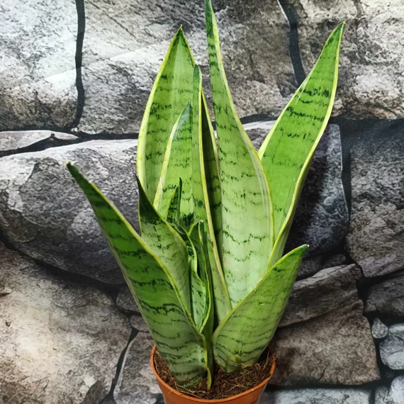 Sansevieria trifasciata White snow