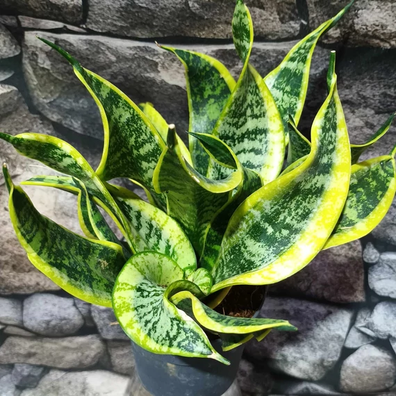 Sansevieria Dragon tongue