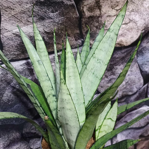 Sansevieria Silver princess