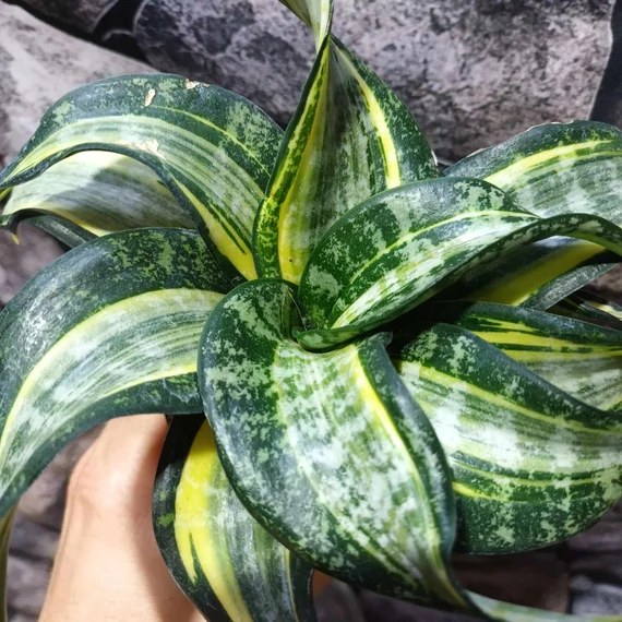 Sansevieria hahnii 'Twirl star'